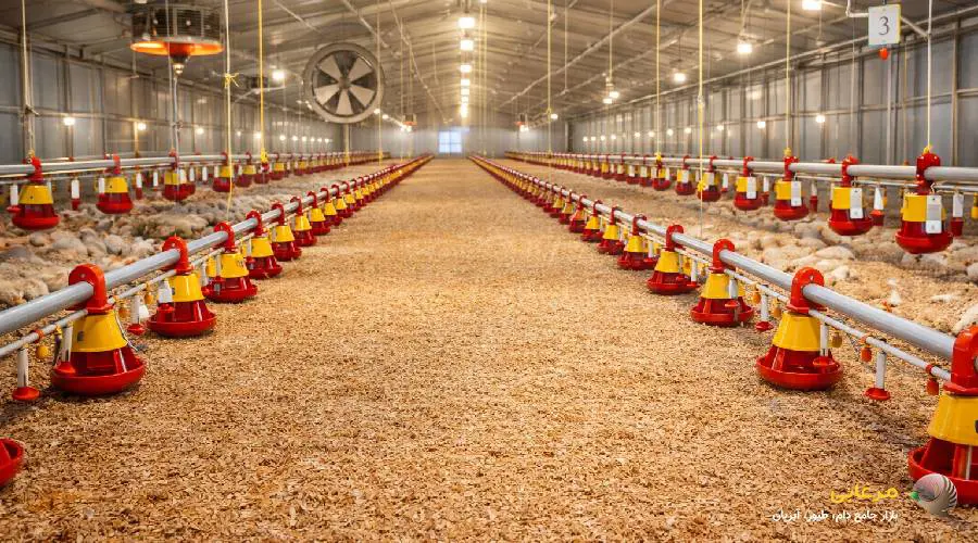 پرورش جوجه گوشتی