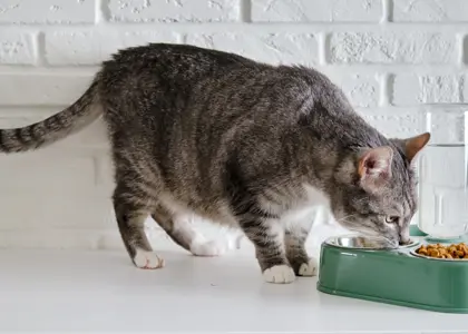 راهنمای جامع تغذیه گربه ‌های مسن: بهترین گزینه‌ ها و مراقبت‌ های ضروری