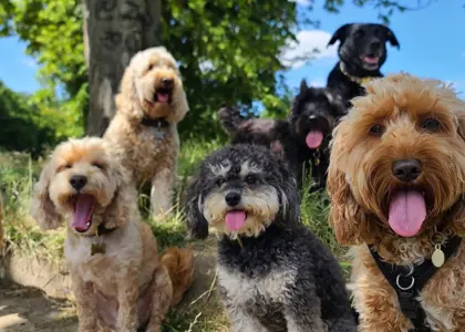 وفادارترین نژادهای سگ در جهان