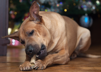 مواد مضر در تشویقی‌ های غیر استاندارد که سلامت سگ را تهدید می ‌کنند!