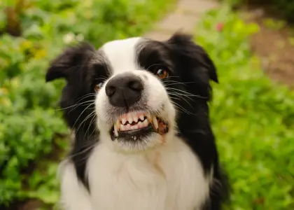 راهنمای جامع بهداشت و مراقبت از دندان‌ های سگ