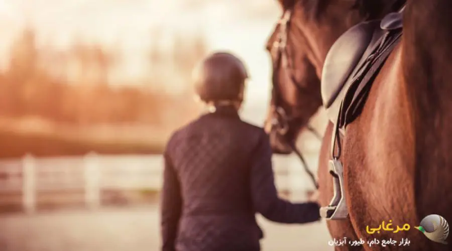 قیمت لوازم سوارکاری اسب
