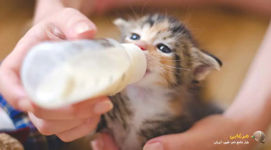 نحوه خرید شیر خشک گربه