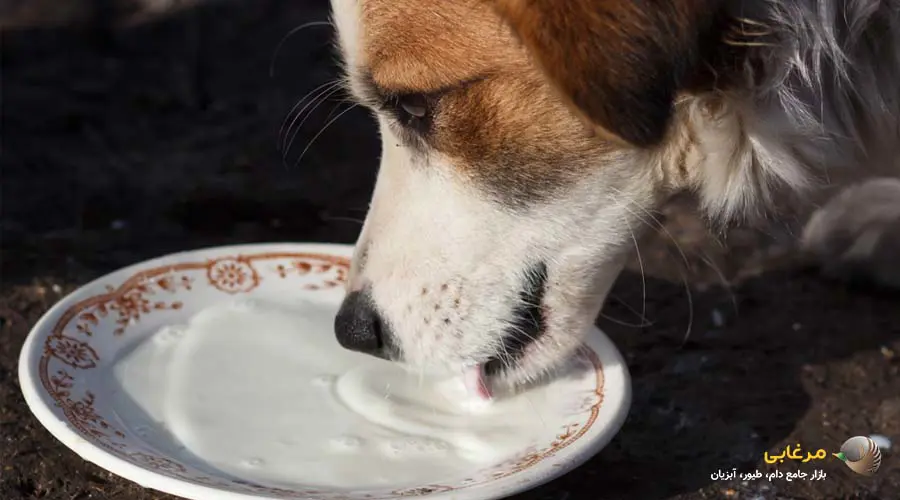 مصرف شیر خشک سگ