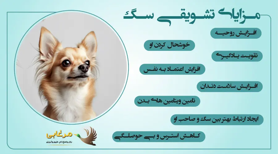 فواید تشویقی سگ