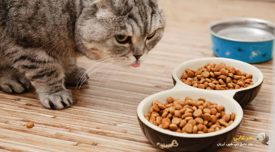 غذای خشک محبوب گربه