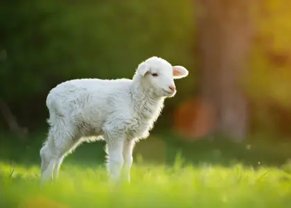 هر بره به چه مقدار شیر خشک نیاز دارد؟ راهنمای کامل تغذیه بره از تولد تا شیرگیری