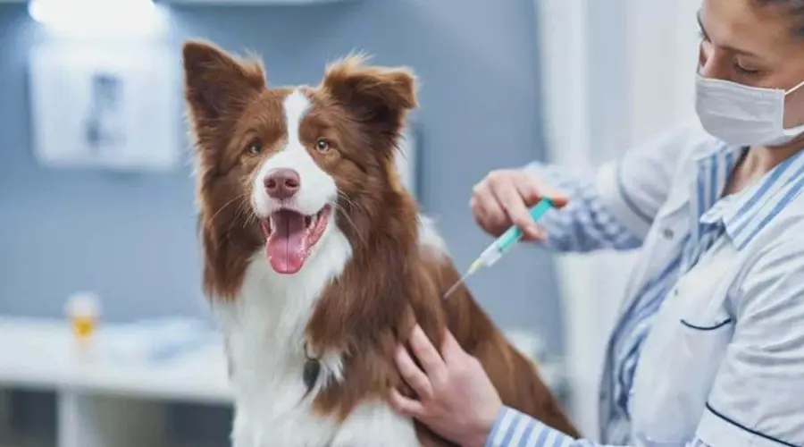 تزریق واکسن برای سگ