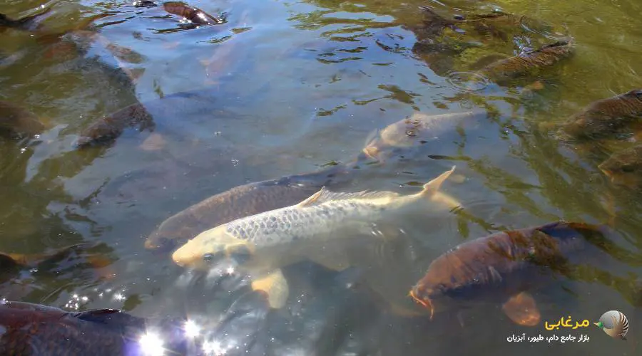 خوراک ماهی کپور