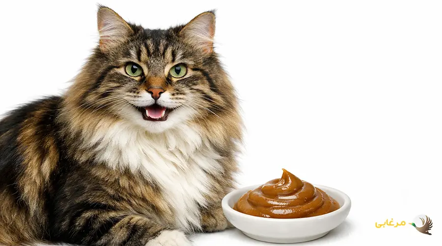 مصرف مالت گربه