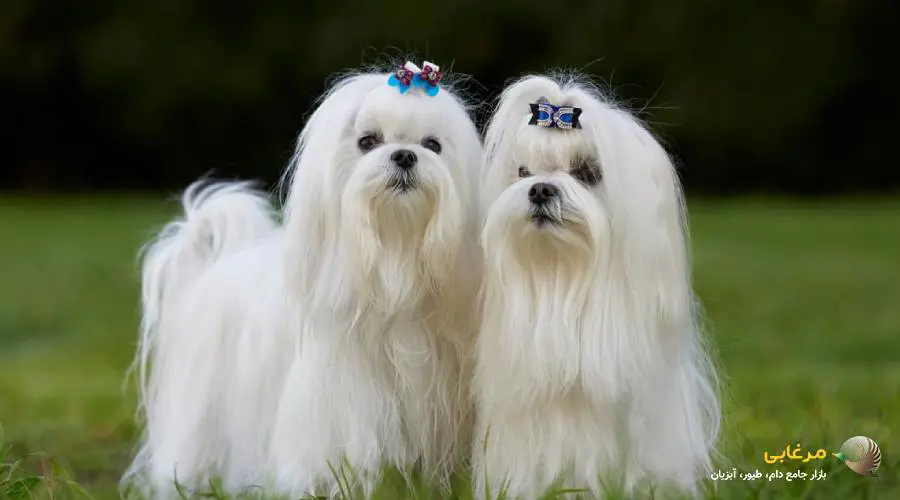 ویژگی های سگ مالتیز