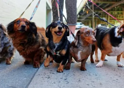  9 مورد از انواع نژاد سگ پا کوتاه | ویژگی رفتاری سگ های پاکوتاه