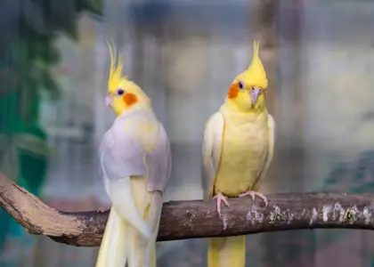 معرفی 12 نژاد عروس هلندی + ویژگی آن ها معرفی 12 نژاد عروس هلندی + ویژگی آن ها