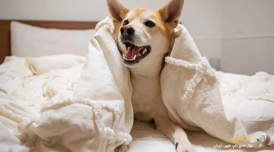 گاز گرفتن سگ به دلیل وحشت
