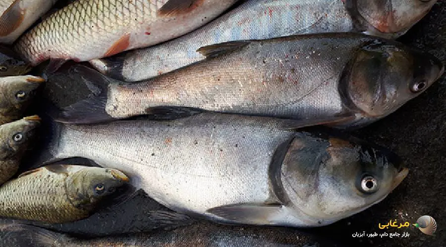 پرورش ماهی گرم آبی