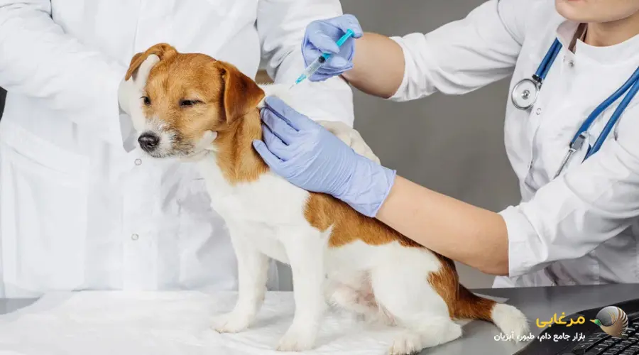 واکسیناسیون سگ