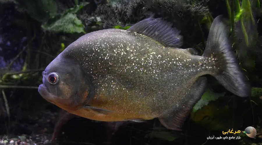 ماهی گوشتخوار پیرانا