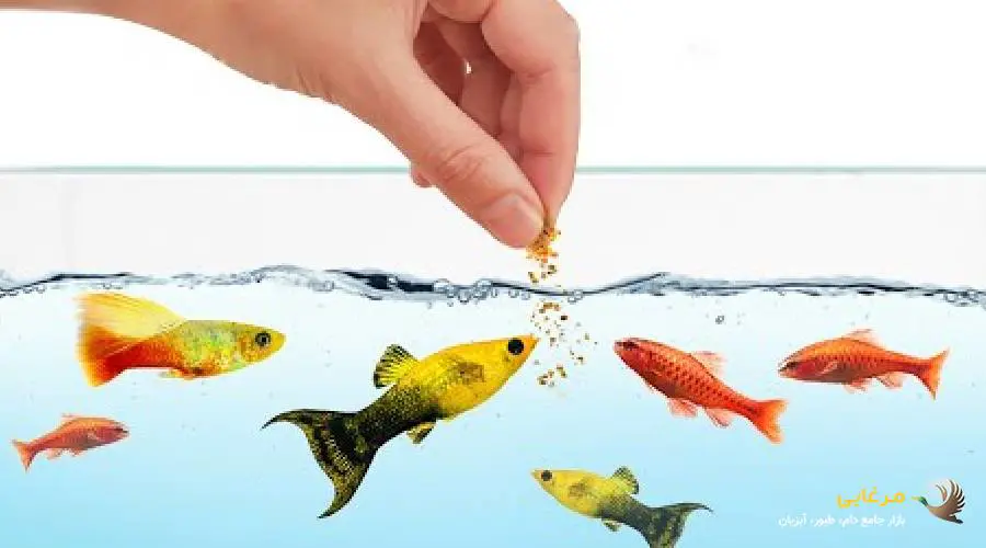 بهترین غذای ماهی های زینتی
