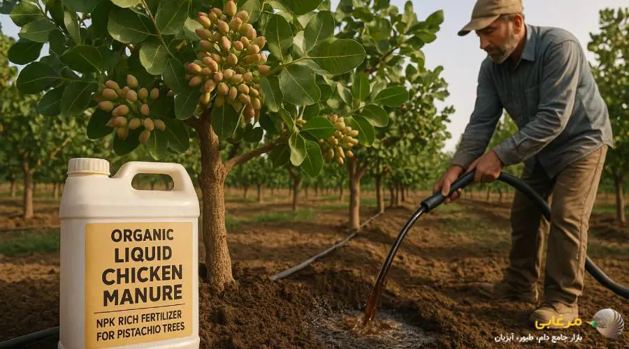 کود مرغی مایع برای پسته