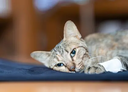 علائم مرگ گربه: 20 نشانه که نباید نادیده بگیرید!! علائم مرگ گربه: 20 نشانه که نباید نادیده بگیرید!!