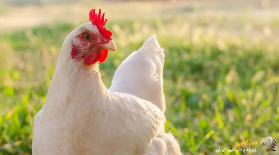 دان پایان دان مرغ گوشتی