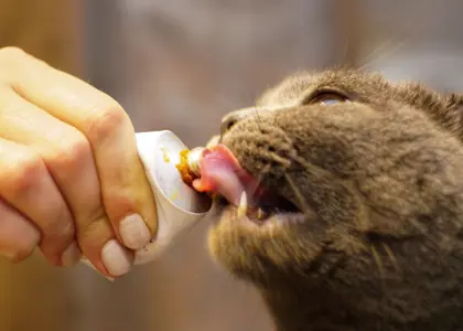 معرفی کامل خمیر مالت گربه + روش مصرف و انواع جایگزین های آن