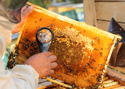 5 روش درمان کنه در زنبور عسل