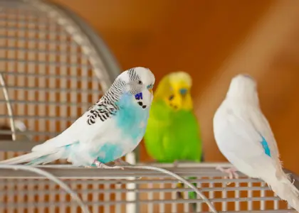 غذای مرغ عشق در زمستان چیست؟  غذای مرغ عشق در زمستان چیست؟