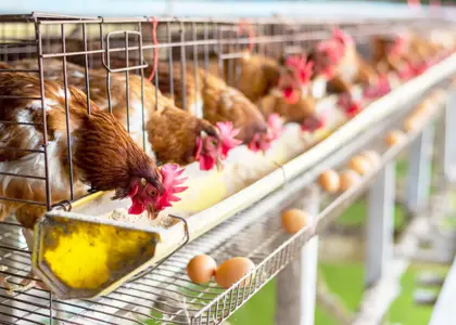 بهترین و موثرترین غذا برای مرغ تخم گذار چیست؟