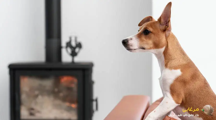 اقدامات پس از گاز گرفتن سگ