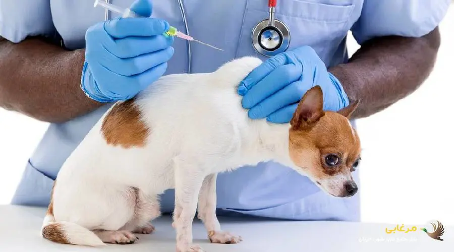 زمان تزریق آمپول های تقویتی سگ