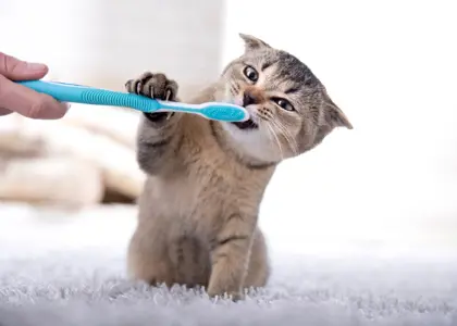 علت و درمان بوی بد دهان گربه؛ راهکارهایی برای حفظ سلامت دهان و دندان