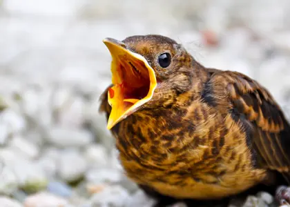 عوامل استرس زا برای پرندگان زینتی 