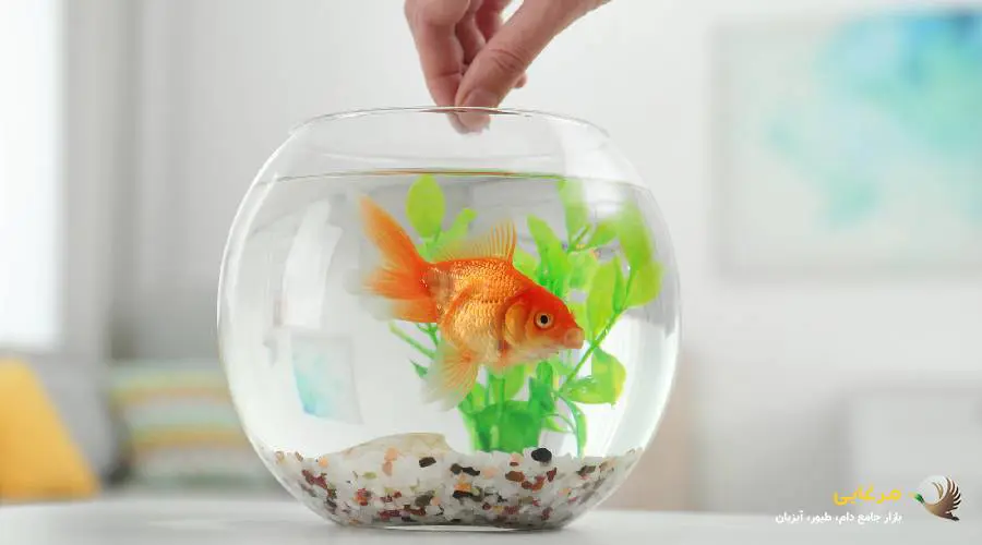 غذای ماهی قرمز در خانه