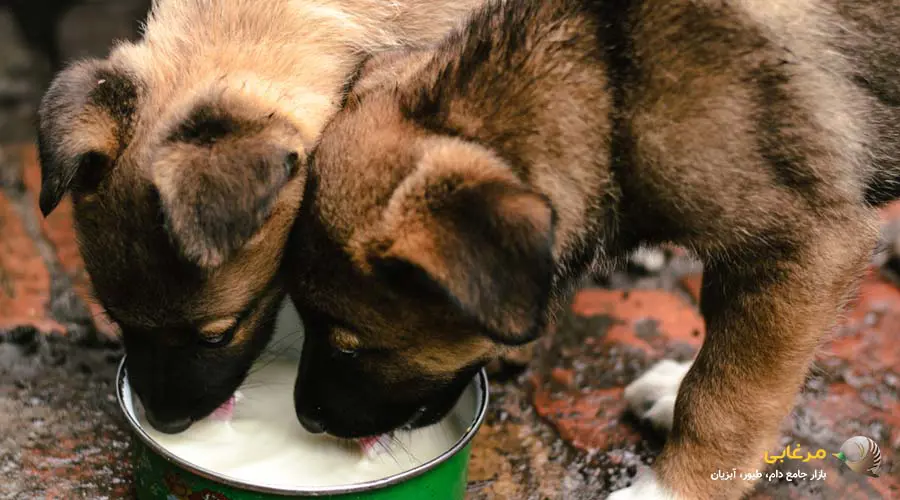 انواع شیر خشک سگ