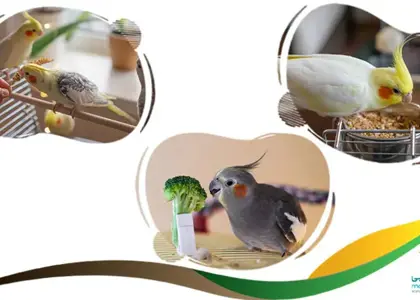 تغذیه سالم عروس هلندی: چه غذایی برای عروس هلندی مناسب است؟