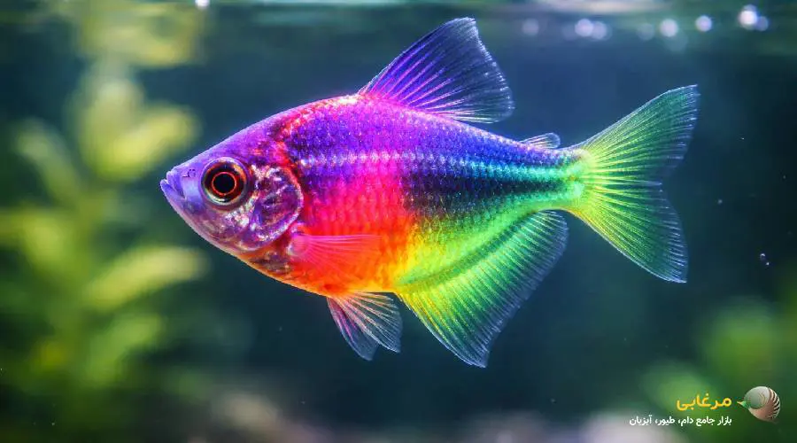 ماهی کالر ویدو