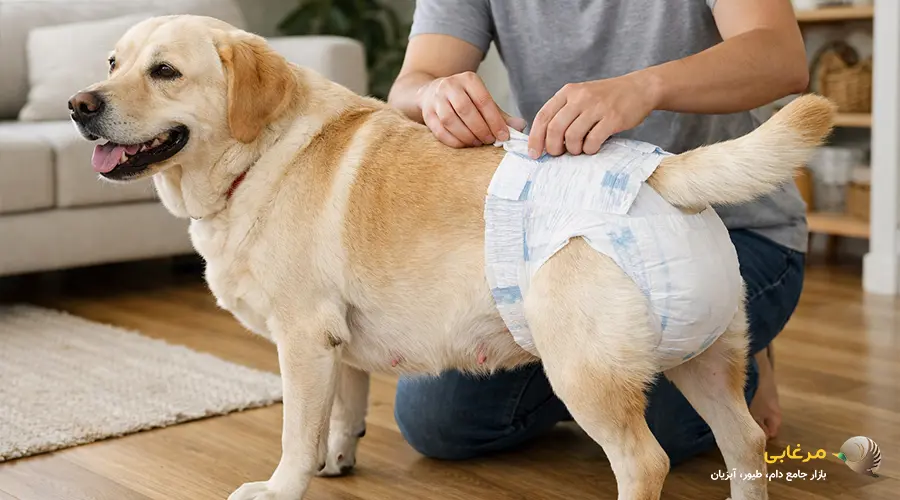 قیمت پوشک سگ بسته به نوع، کیفیت، سایز و ویژگی های محصول متفاوت است. پوشک های یکبار مصرف معمولاً هزینه کمتری دارند، در حالی که پوشک های قابل شستشو به دلیل دوام و قابلیت استفاده مجدد، قیمت بالاتری دارند اما در بلندمدت اقتصادی تر محسوب می شوند. علاوه بر این، قدرت جذب پوشک، کیفیت متریال و ضدحساسیت بودن آن نقش مهمی در تعیین قیمت دارد، زیرا پوشک های با جذب بالا و متریال مرغوب راحتی و بهداشت حیوان را تضمین می کنند.