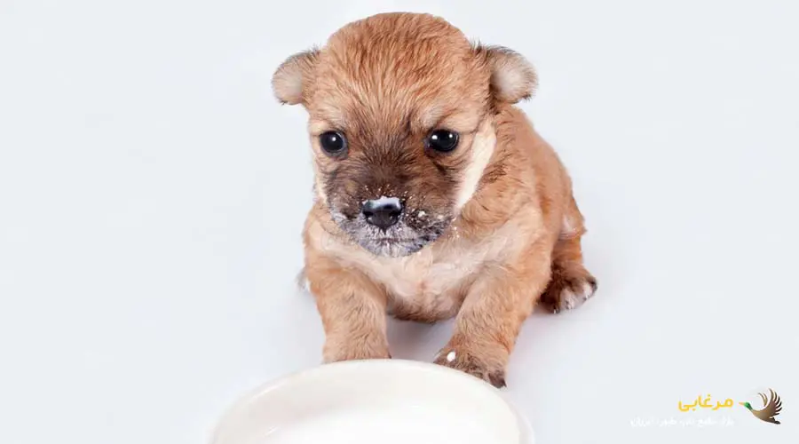 قیمت شیر خشک سگ