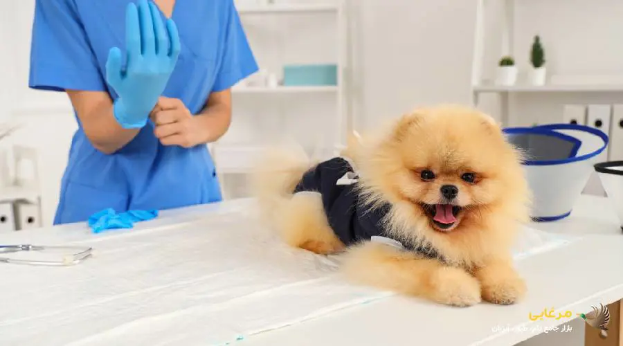 تغذیه سگ عقیم شده