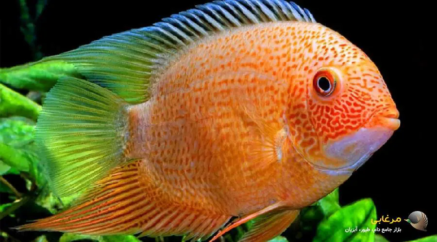 ماهی اسکار گوشتخوار