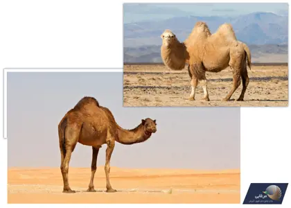 تاریخچه پرورش شتر، گونه های شتر اهلی و کاربردهای شتر در دنیای امروز تاریخچه پرورش شتر، گونه های شتر اهلی و کاربردهای شتر در دنیای امروز