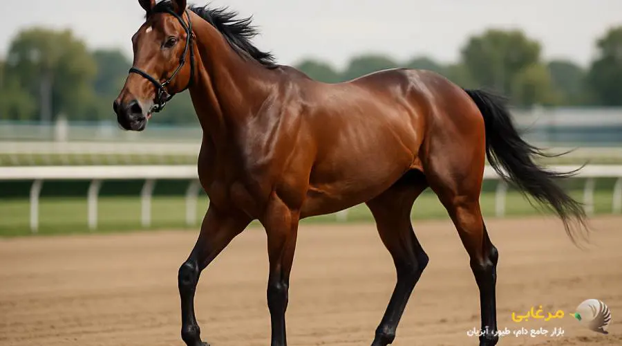 مکمل کورسی اسب