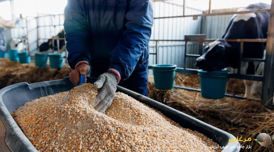 نحوه مصرف کنسانتره دام پرواری