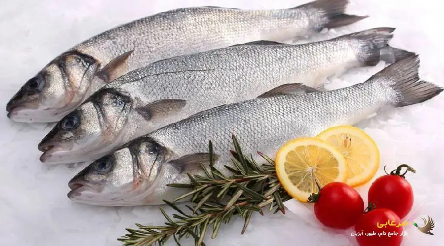 ماهیان گرم آبی