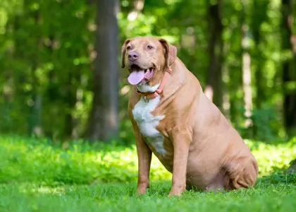 معرفی سگ لابرادور رتریور (Labrador Retriever)