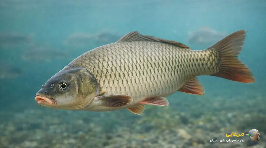 ماهی کپور زنده
