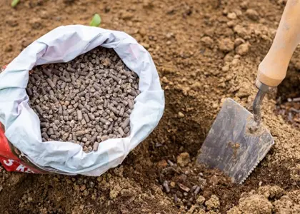 کاربرد کود مرغی در کشاورزی کاربرد کود مرغی در کشاورزی