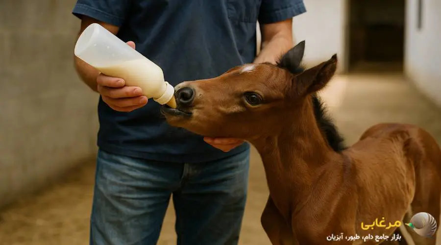 شیر خشک کره اسب