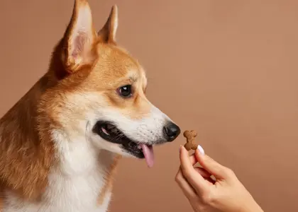 انتخاب بهترین تشویقی برای سگ ‌ها: نکات کلیدی و مزایای هر نوع